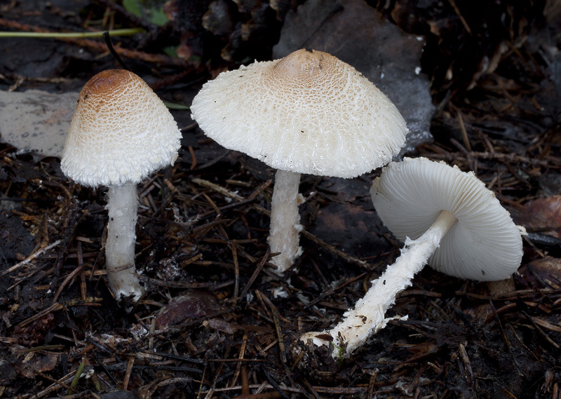 Lepiota clypeolaria